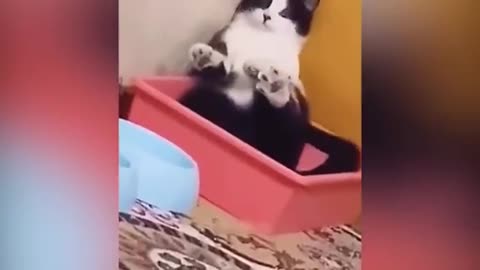 Crazy cats and dogs