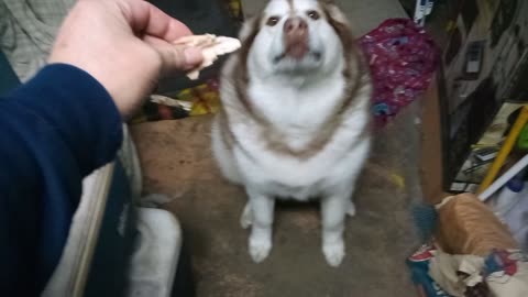 Avalanche the Malamute does tricks but tries to cut corners.