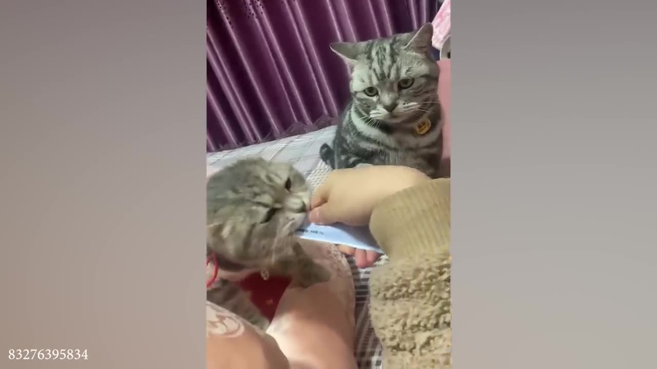 funny cats