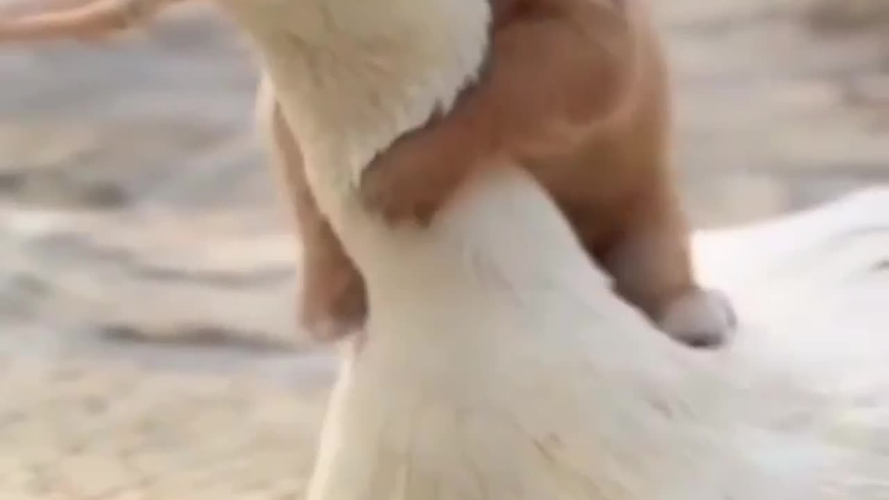 Cute Friendship