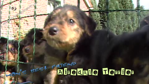 Airedale Terrier & puppies