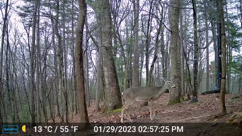 The Woods – 01/30/2023