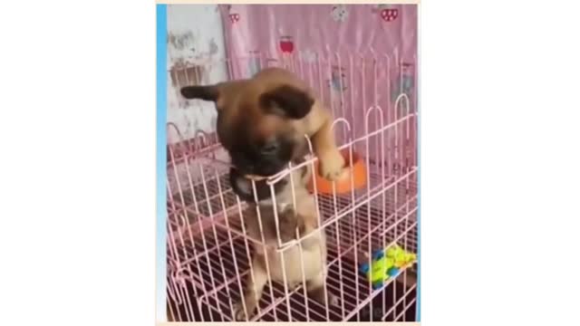 OMG! 😱 These Cutie Dogs Will Make You Laugh Out Loud! 🤣🤣