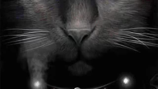 Creepy Cat Gif