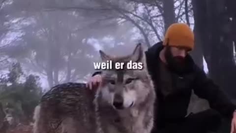 Warum der Wolf bei den Germanen hochangesehen war?