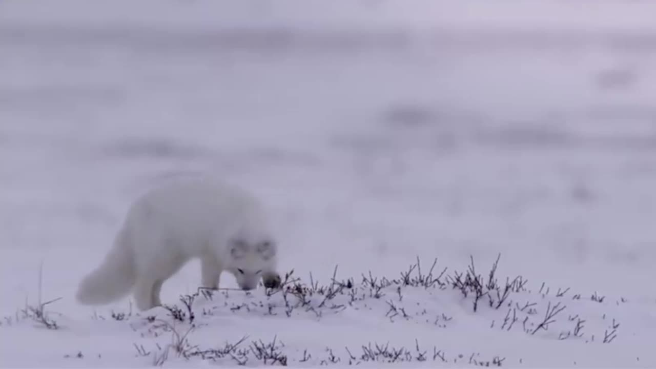 this is how the arctic fox attacks