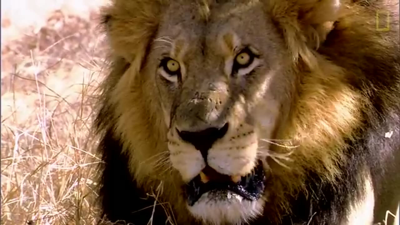 Lions 101 | Nat Geo Wild