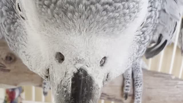 African Grey Parrot