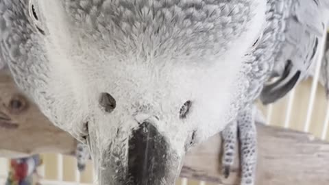 African Grey Parrot