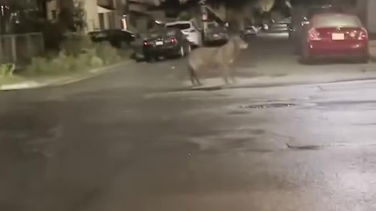 Wolf Caught Running Down The Street #shorts #shortvideo #video #virals #videoviral