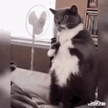 Cute Cat Gif