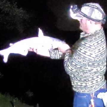 9.5 lb Blue Catfish on White Perch Double Up 2nd catch