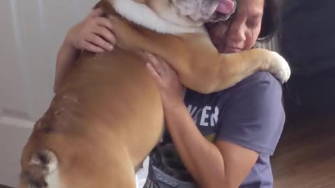 English Bulldog Hugs Her Filipina Momma