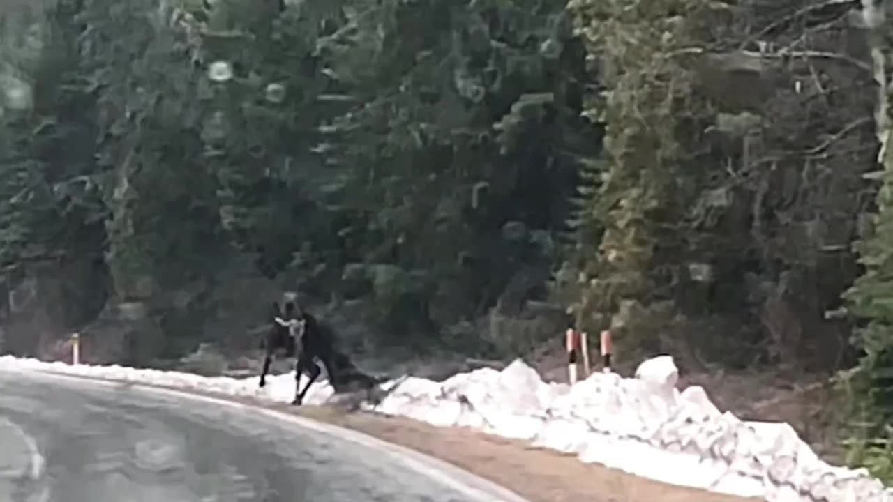 wolves attack moose