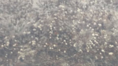 Primordia