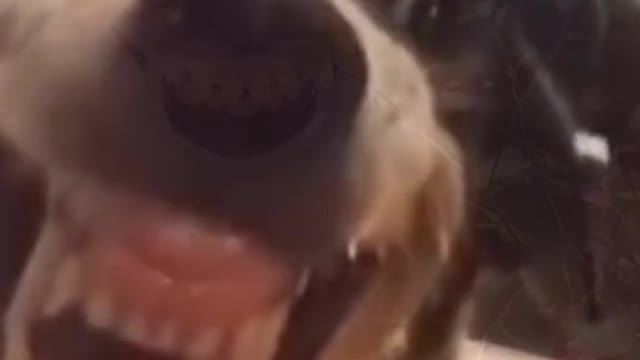 Barking Mad Laughs: The Video That Will Leave You Howling with Joy!