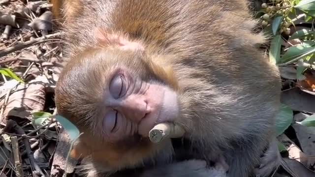 baby monkey fell asleep