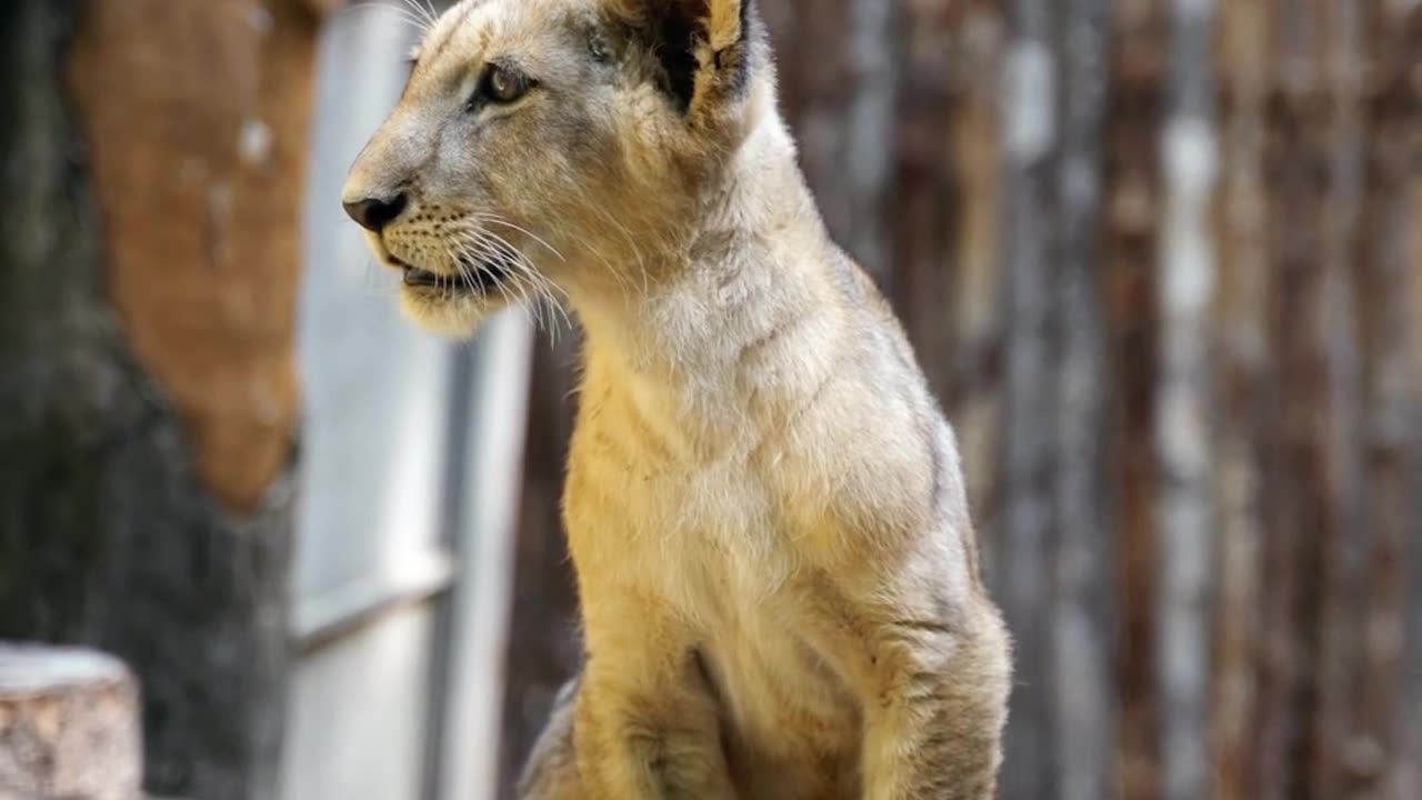 Lion cub training for work