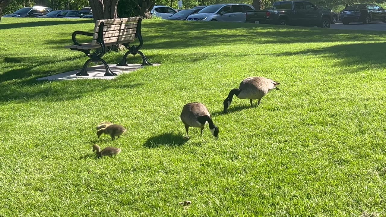 Canada Geese James Gardens Toronto