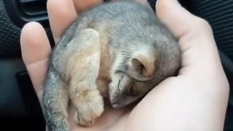 🙏❤🎉🎉🎉🎊🎊🎊️SWEET AND FUNNY ANIMALS SHOTS 🙏❤️❤️🎉🎉🎉🎊🎊🎊