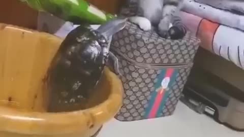 New Funny Videos Cutest Cats and Dogs