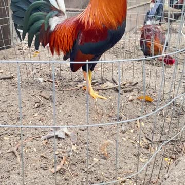 Beautiful Cecil Davis Kelso