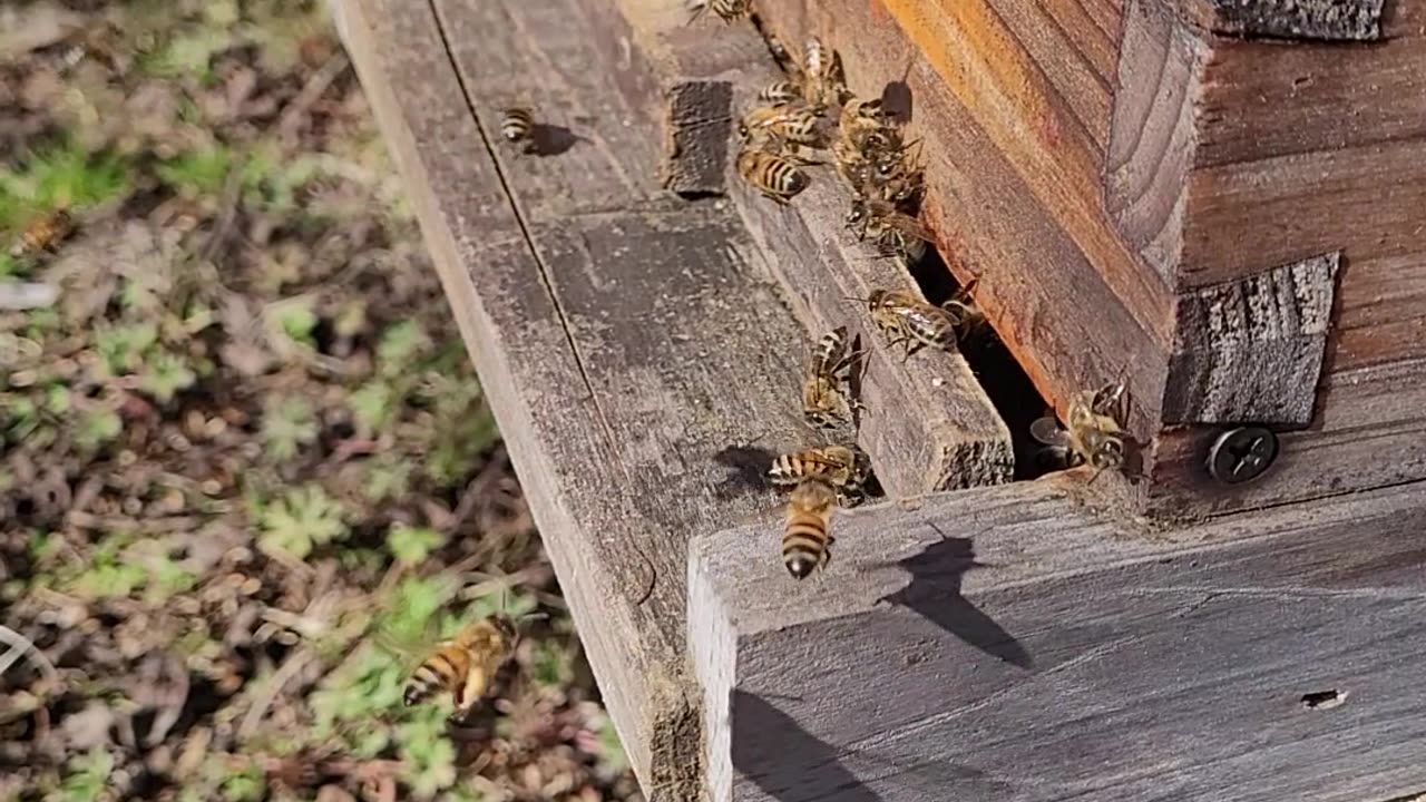 Bees bringing in pollen