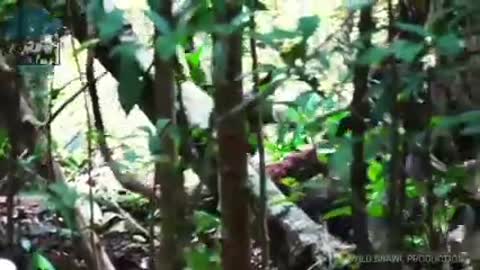 Chimpanzee kills gorilla