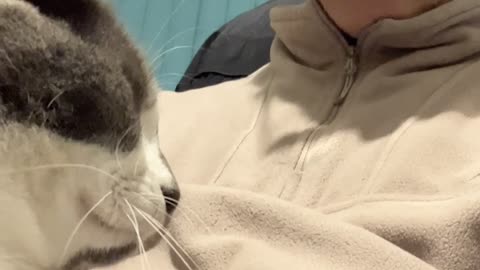 Video 61 - Purring Cat