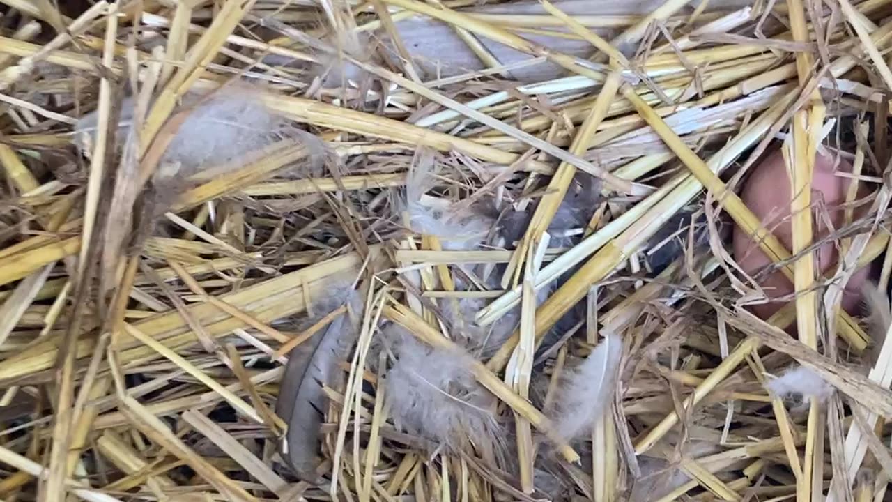 Checking the Nesting Boxes Anticipating our Chicken's First Egg