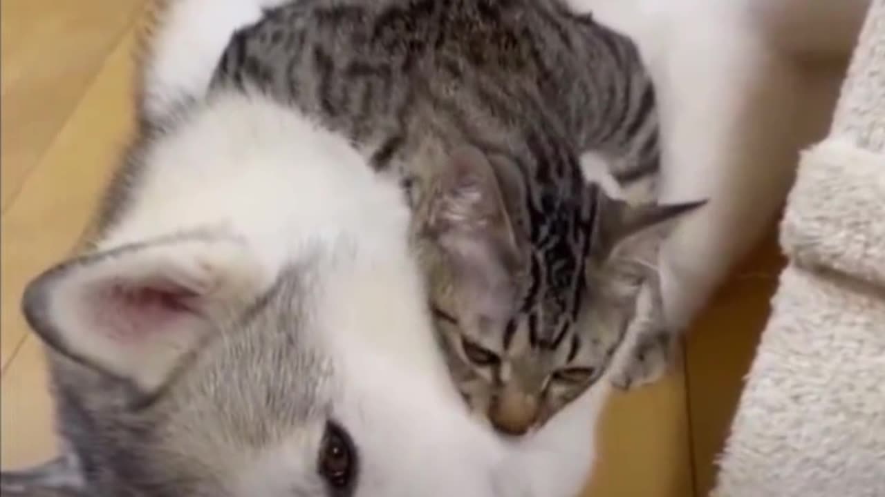 Intimate Cat and Dog