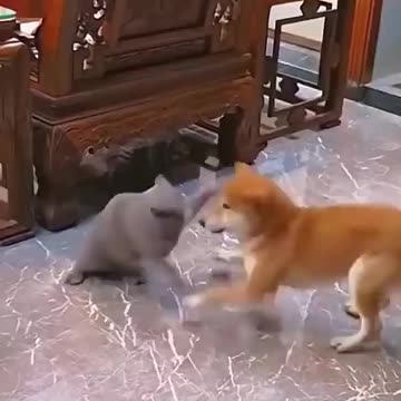 This Dog is any cat's Nightmare. Funny Video