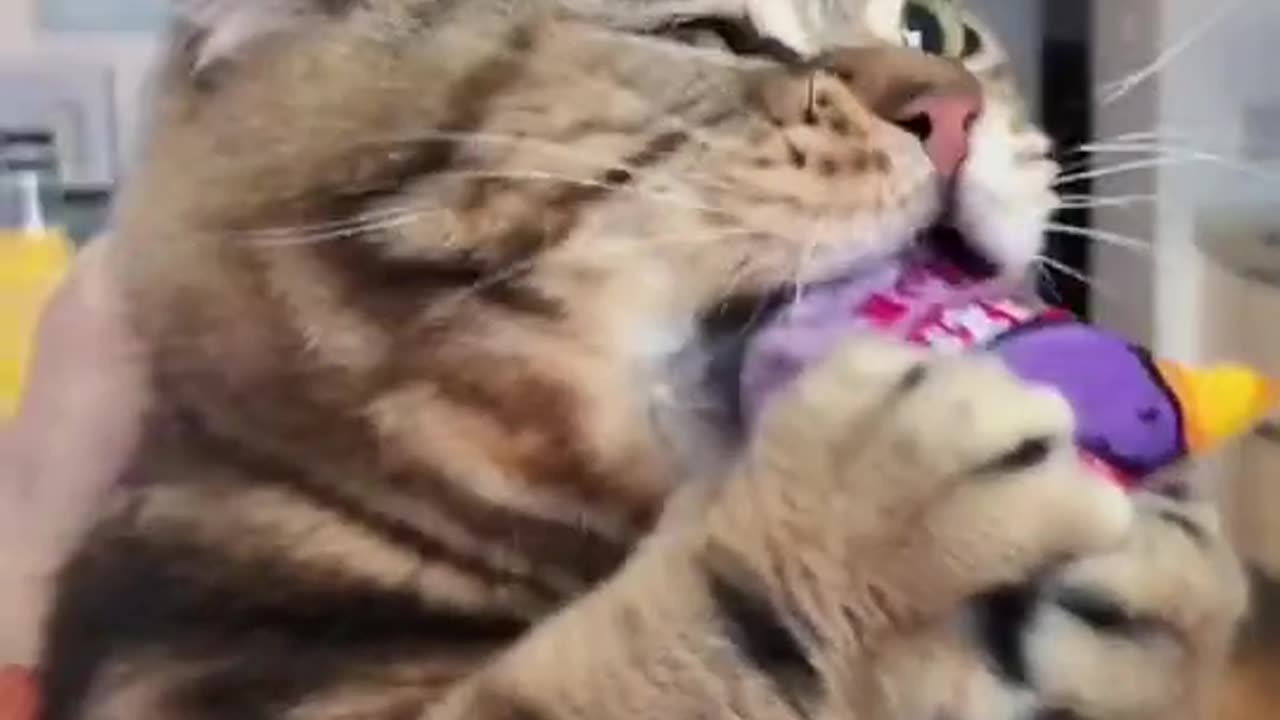 greedy kitty🤣🤣#fyp #eating #food #asmr #foryou #top #cat #animals