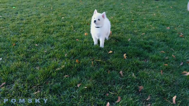 Best Bowtie Pomsky Love - Explore is Always Wanted for any Pomsky Puppy!