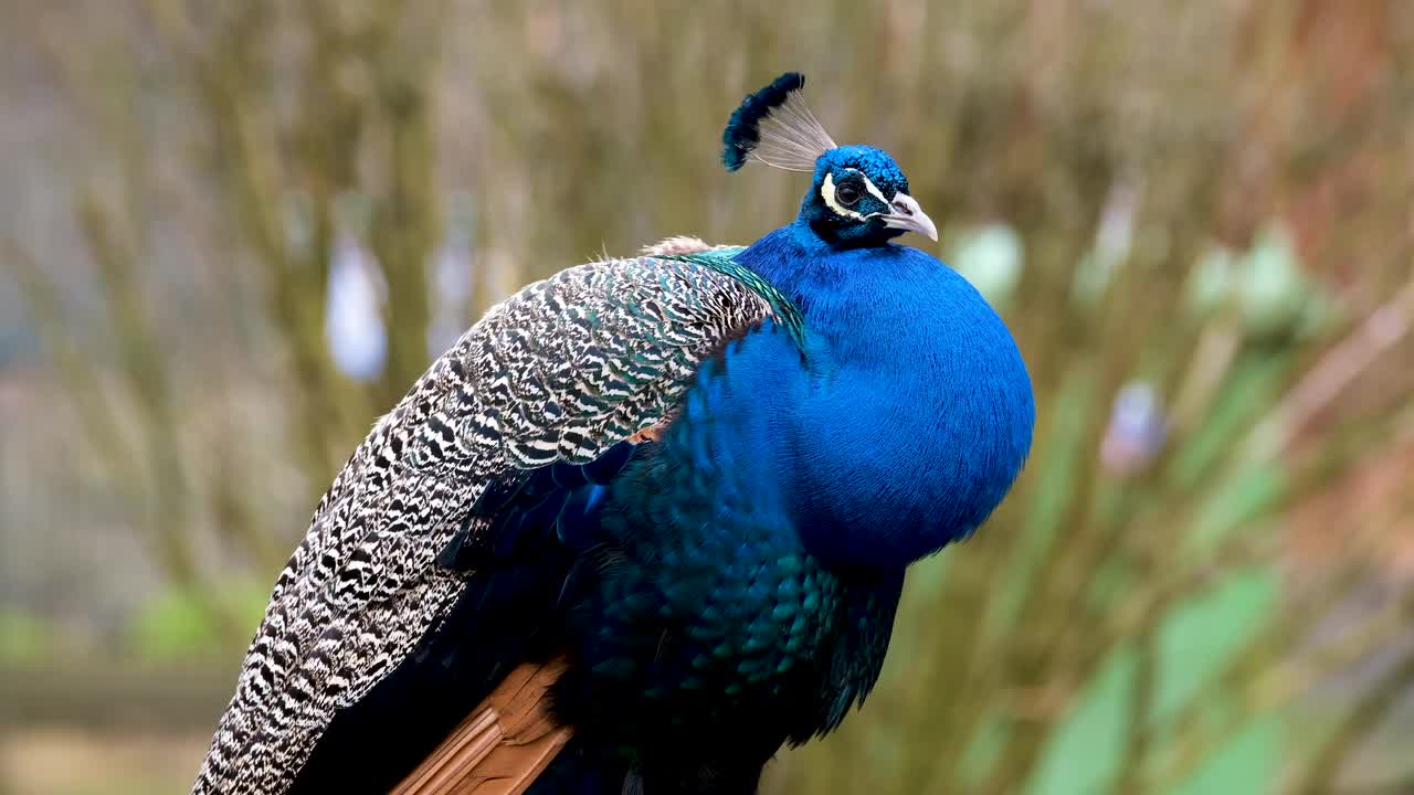 Mesmerizing Peacock caught on camera