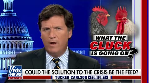 Tucker Carlson Cracks the Egg Shortage Mystery