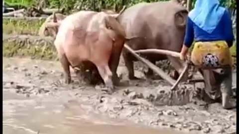 How tradisional Buffalow padi pillow