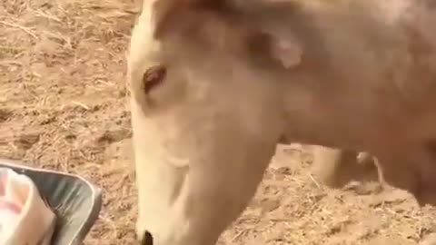 Lil Big Horns