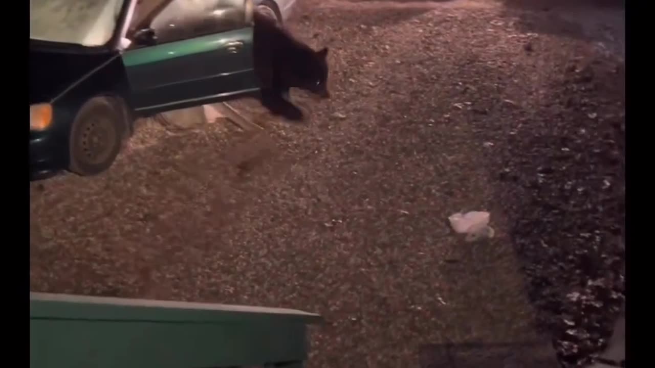 Police and girl scared by bear..its scary time when bear behave this..