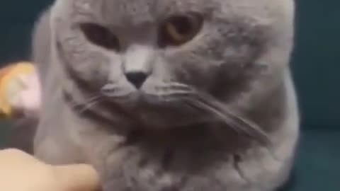 the cat is friendly