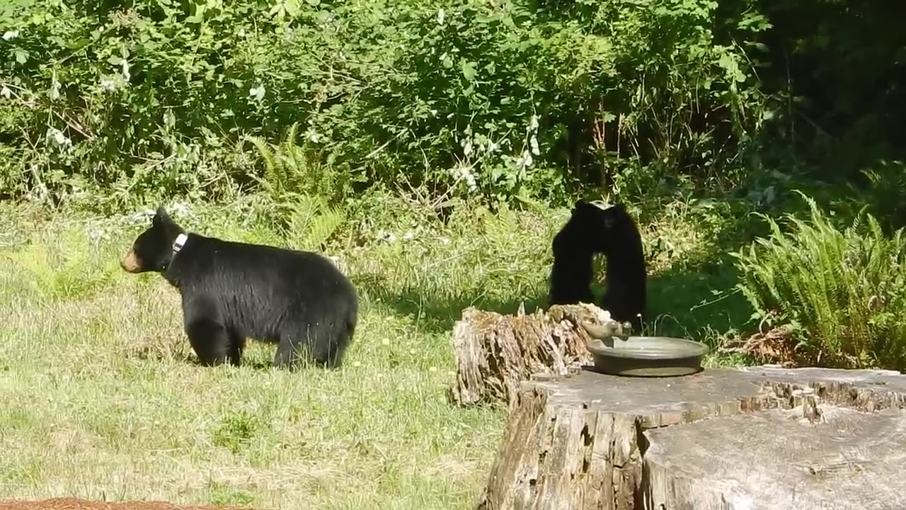 THE BEST CUTE AND FUNNY ANIMAL VIDEOS OF 2019!.