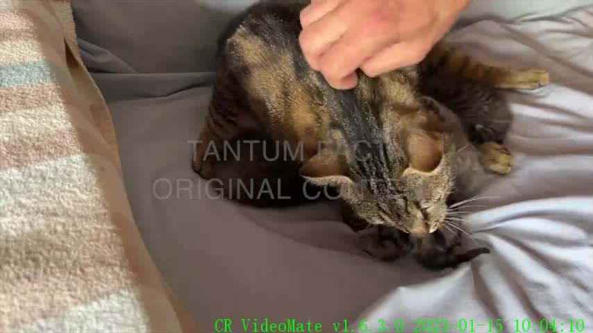 Sounds that attract cats 2