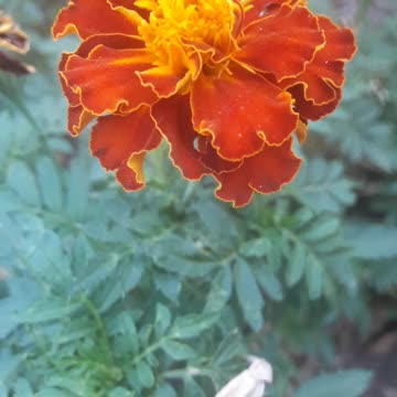 Marigold