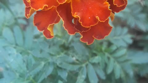 Marigold