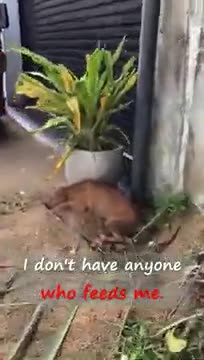 Message from a street dog
