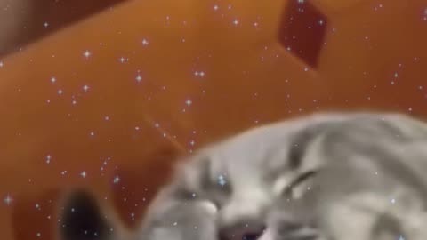 Shibaaaaaaaaa chill-funny animals video