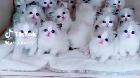 Funny Cat videos