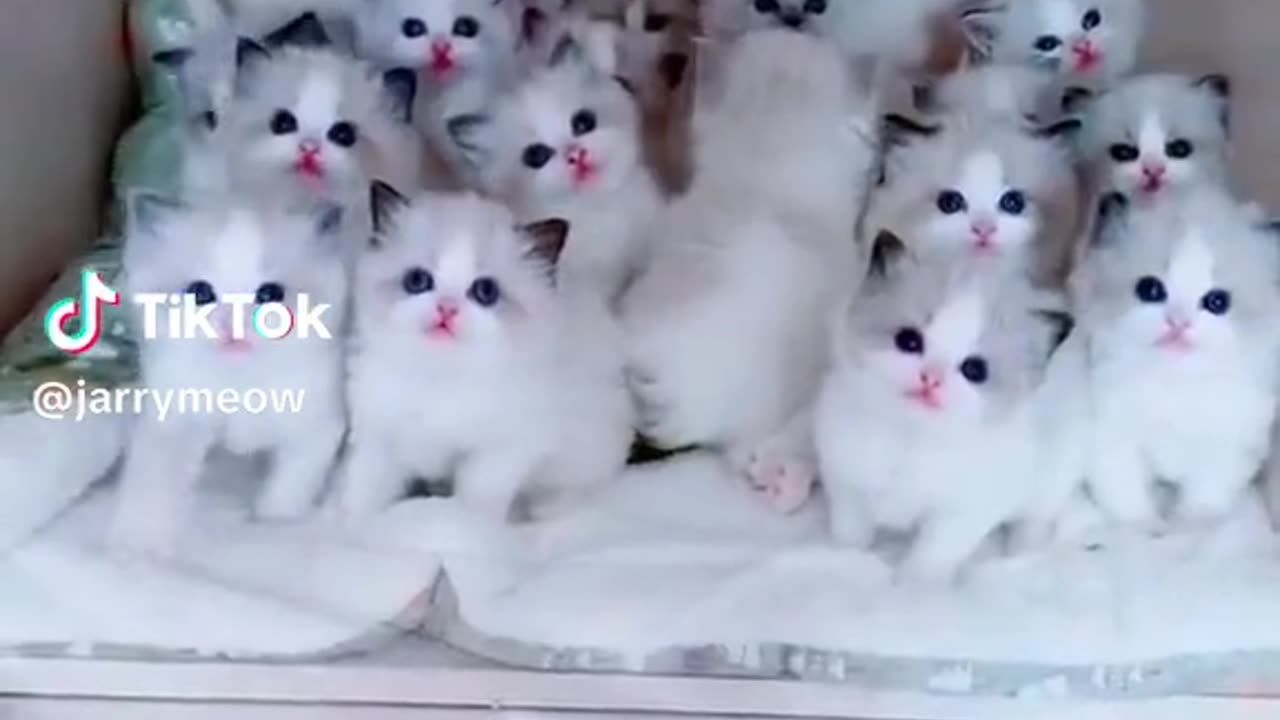 Funny Cat videos