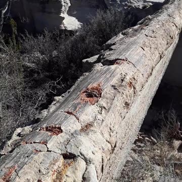 Petrified tree bridge in the Petrified Nat'l Forrest from the time of Noah