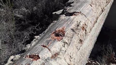 Petrified tree bridge in the Petrified Nat'l Forrest from the time of Noah